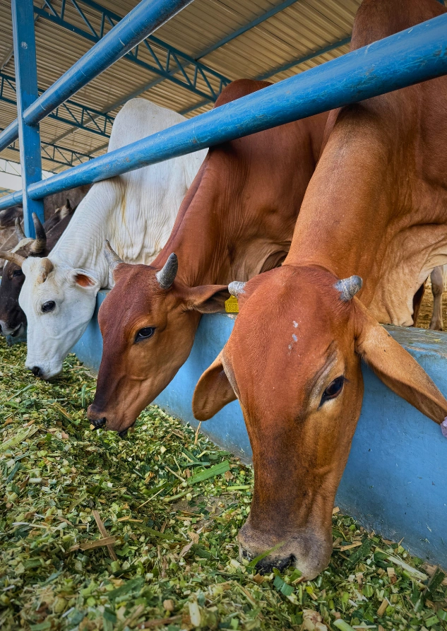 Green_Fodder.webp
