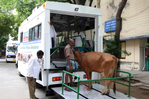 cow ambulance + (1)